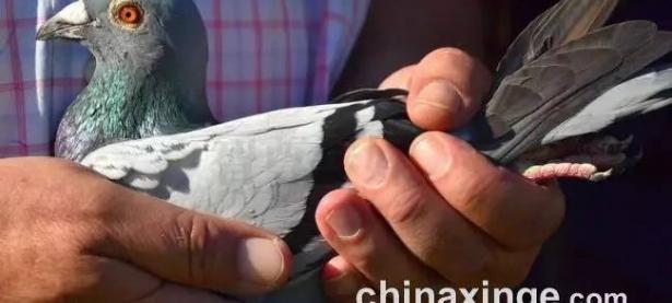 米兰体育注册-比利时选手表现优异，卓越夺金！的简单介绍